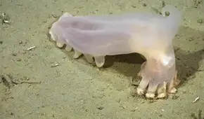 Científicos identifican 57 nuevas especies de aguas profundas en los cañones submarinos de Mar del Plata: incluye un pepino de mar translúcido