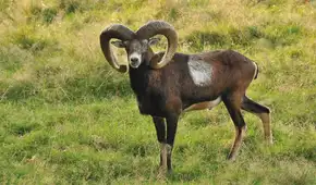 Llevaron cabras salvajes a una isla de España para cazarlos y más de 50 años después se convirtieron en una amenaza para la flora del lugar Llevaron cabras salvajes a una isla de España para cazarlos y más de 50 años después se convirtieron en una amenaza para la flora del lugar
