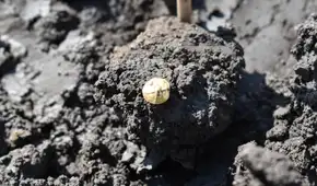Arqueólogos desenterraron un tesoro de oro en 22.000 bolsas de artefactos antiguos durante un estudio para una autopista