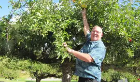 Un agente retirado del FBI comenzó a buscar manzanas “perdidas” y logró redescubrir 30 variedades olvidadas