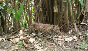Una cámara de vigilancia para la vida silvestre en la selva captura una imagen que solo se ve una vez cada década
