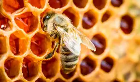 Una película biodegradable de seda de abeja podría transformar el tratamiento de las heridas crónicas