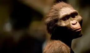 Un investigador propone incluir a Lucy al mismo género de humanos modernos y reorganizar nuestro árbol genealógico