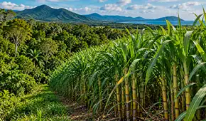 Compró un terreno de caña de azúcar en Australia y lo transformó con 119.000 árboles: así volvió la selva una década después