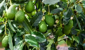 Este país de América Latina vence la guerra de la palta: ya domina en Europa y empieza a ganar terreno frente a México en EE. UU.