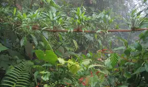 Plantaron más de 50.000 árboles en una antigua zona ganadera de Costa Rica y 24 años después regresaron los animales