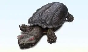 El fósil de un caparazón encontrado en Perú es de una de las tortugas de agua dulce más grandes jamás conocidas