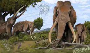 Un diente de elefante de 700.000 años de antigüedad revela un ecosistema perdido que compartieron los primeros humanos