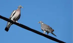 ¿Por qué los pájaros no se electrocutan al posarse sobre cables de alta tensión? La respuesta está en una clave de la física