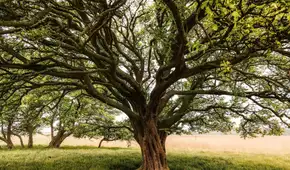 Qué significa el proverbio chino "Un árbol torcido vive su propia vida, pero un árbol recto se convierte en madera" y qué enseña sobre la libertad
