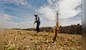El Niño golpeará por partida doble: lluvia extremas en la costa norte y déficit hídrico en el agro sur