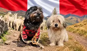Tras 10 años recorriendo comunidades andinas: el perro peruano Chaku logra histórico logro internacional y es reconocido como nueva raza oficial del Perú