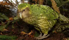 Loro incapaz de volar estuvo a punto de desaparecer, pero científicos de Nueva Zelanda aplicaron nuevas técnicas y lograron salvarla de la extinción