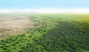África quiere crear su propio Amazonas con una inversión de US$33.000 millones: se usará 100 millones de hectáreas para detener la desertificación