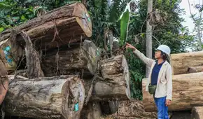 SERFOR destina S/41 millones para fortalecer las plantaciones forestales