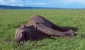 Cuando muere un elefante, su cadáver transforma la naturaleza de manera sorprendente, incluso después de varios años
