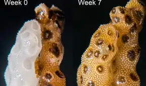 Científicos demuestran que un breve contacto físico entre corales sanos y blanqueados puede ayudarles a restaurar el color