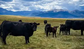 Hace 14 años compraron un rancho en ruinas en Estados Unidos: hoy es un refugio para la vida silvestre y un ejemplo de ganadería sostenible