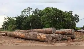 Expoamazónica Ucayali 2026: Proponen uso de madera 100% amazónica para albergar a familias afectadas por El Niño