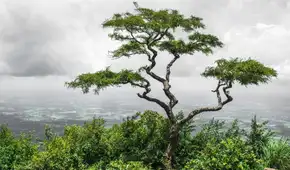 El proverbio chino que cuestiona la perfección: "Un árbol torcido vive su propia vida, pero un árbol recto se convierte en madera"