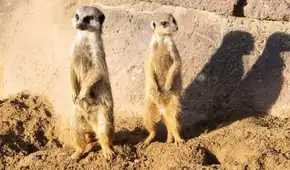 Buscan voluntarios para vivir en Sudáfrica y estudiar animales salvajes: ofrecen alojamiento, comida y formación científica