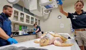 Una perra salvó a una tortuga marina en peligro de extinción que estaba casi congelada en Gales y, tres años después, viajó 8.000 kilómetros