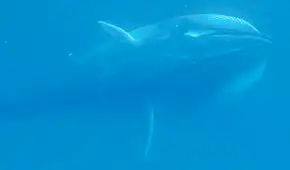 Científicos graban el sonido submarino de un misterioso gigante de 10 metros de largo del cual se sabe poco