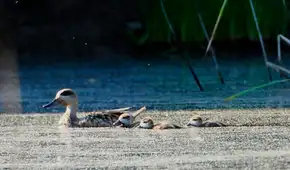 En 2025, España registró 172 hembras de un ave en peligro de extinción y 1.427 polluelos tras un proyecto que restauró 3.600 hectáreas de humedales