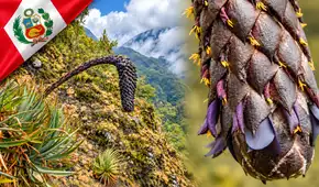 Puya ukumari, la extraña planta de hasta 2 metros y flores casi negras descubierta en los Andes de Cusco