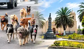 Este distrito del Perú multará con hasta S/11.000 a dueños que dejen a sus perros en la vía pública
