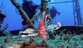 Florida retiró más 30.000 peces de sus aguas en una competencia récord que reunió a más de 500 participantes para proteger su fauna marina