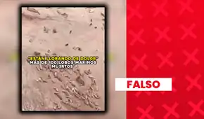 Es falso que video de lobos marinos en playas de Tacna muestre animales muertos o agonizantes