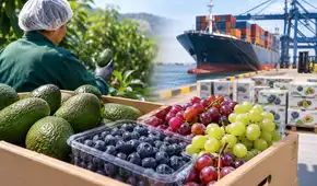 Agroexportaciones superan los US$8.300 millones, pero crecen 2,3%: tres frutas lideran los envíos