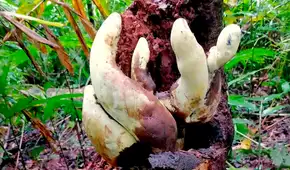 Científicos chinos descubren el “D-rex”, un hongo gigante que apareció tras la extinción de los dinosaurios