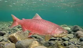 Chile introdujo este pez gigante en los años 70 para crear una industria y, medio siglo después, invade los ríos de la Patagonia argentina