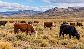Una estancia de la Patagonia cambió el pastoreo y dejó las ovejas para criar solo vacas: el suelo ganó un 46% de materia orgánica Una estancia de la Patagonia cambió el pastoreo y dejó las ovejas para criar solo vacas: el suelo ganó un 46% de materia orgánica