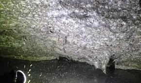 Una telaraña de 106 metros cuadrados descubierta en una cueva subterránea es el refugio de más de 111.000 arañas