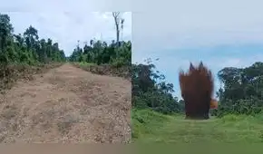 Amazonía: Destruyen 4 narcopistas, pero habrían más de 100 en seis regiones del país