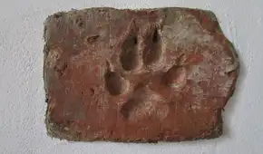 Descubren huellas de patas de perro de hace 4.000 años en el ladrillo de adobe en una casa incendiada de la Edad del Bronce