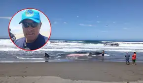 Ballena bebé es hallada varada en playa de Arequipa: especialista advierte que ya no puede salvarse Ballena bebé es hallada varada en playa de Arequipa: especialista advierte que ya no puede salvarse
