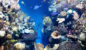 Arrojaron neumáticos rellenos de cemento al mar en 1978 y crearon un arrecife artificial: ahora alberga peces, langostas y otros animales marinos