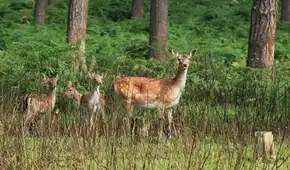 Este país de América Latina importó ciervos desde España para fomentar la caza: más de un siglo después, generan preocupación por su impacto ambiental Este país de América Latina importó ciervos desde España para fomentar la caza: más de un siglo después, generan preocupación por su impacto ambiental