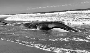 No pudieron salvarla: muere ballena juvenil varada cerca de la Reserva Nacional Lagunas de Mejía en Islay