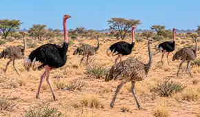 Liberan ocho avestruces en una reserva de África tras más de 70 años de ausencia: su regreso tiene un propósito clave para el ecosistema