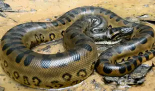 Tragedia en Loreto: anaconda gigante mata a comunero mientras trabajaba en la selva 