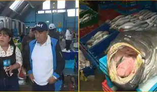 Fenómeno El Niño cambia el pescado para el ceviche en Lima: nuevas especies llegan