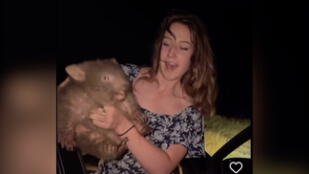 US influencer's visa reviewed after controversial baby wombat snatching video