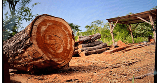 Desbaratan banda que exportaba madera ilegal a varios países