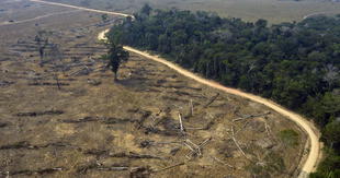 Advierten que ley forestal promueve la deforestación