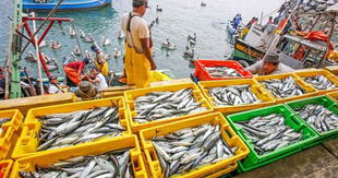 Hace 18 meses que pescadores artesanales esperan  que PRODUCE publique reglamento de Ley 31749